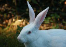 O que significa sonhar com coelho branco?