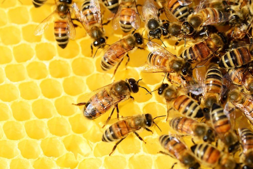O que significa sonhar com enxame de abelhas?