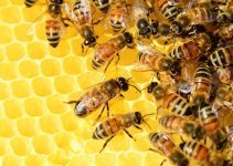 O que significa sonhar com enxame de abelhas?