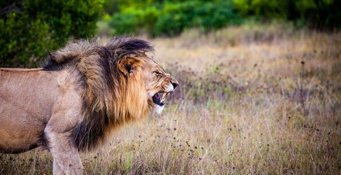 O que significa sonhar com leão atacando?