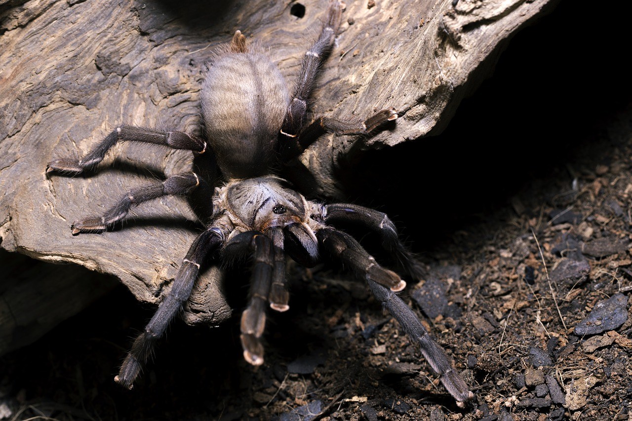 Significado de sonhar com picada de aranha. Venha descobrir!