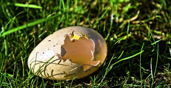 O que significa sonhar com ovo podre?