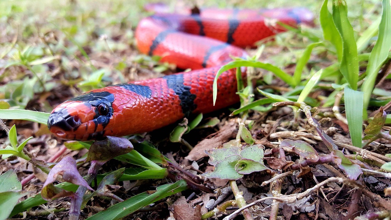 Sonhar com cobra azul: Azul claro, escuro, com preto, com vermelho e mais!