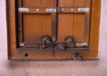 O que significa sonhar com muitos ratos?