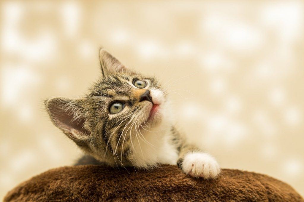 O que significa sonhar com fezes de gato?